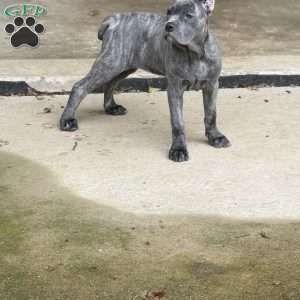 Lemon, Cane Corso Puppy